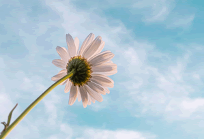 Meesho's AI & New Business Push: What the Numbers Really Say About Growth